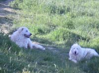 couple of abruzzese shepherd dogs